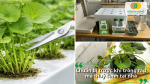 Các bước trồng rau má thủy canh từ gieo giống, đặt cây vào rọ, bổ sung dung dịch dinh dưỡng đến chăm sóc giúp cây phát triển khỏe mạnh.