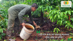 Lợi ích khi bón Humic cho cà phê giúp cải tạo đất và phát triển bộ rễ.