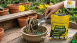 Phân bón hữu cơ Minro Hoa Mai bổ sung dinh dưỡng hữu cơ giúp mai vàng khỏe rễ, xanh lá, tăng số lượng nụ và hoa nở đẹp.