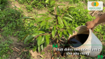 Thời điểm bón Humic cho sầu riêng đạt hiệu quả cao