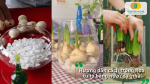 Hướng dẫn cách trồng hoa tulip bằng nước từng bước