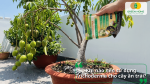 Bón Trichoderma cho cây ăn trái đúng thời điểm giúp cây khỏe