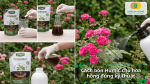 Hướng dẫn pha và sử dụng phân Humic cho hoa hồng đúng kỹ thuật để đạt hiệu quả cao.