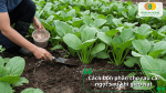 Cách bón phân cho rau cải ngọt sau khi gieo hạt giúp cây bén rễ nhanh và phát triển đồng đều.