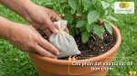 Cho phân dơi vào túi lọc để bón chậm giúp cây hấp thu dinh dưỡng từ từ và hiệu quả.