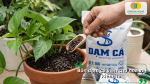 Hướng dẫn bón đạm cá viên cho hoa và cây kiểng giúp cây xanh tốt, ra hoa bền đẹp.