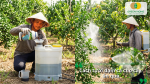 Hướng dẫn tưới đạm cá cho cây ăn quả đúng liều lượng và thời điểm giúp cây phát triển khỏe, ra hoa đồng đều, đậu trái tốt và nâng cao chất lượng quả.