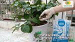 Thời điểm thích hợp để bón phân gà cho hoa giấy đạt hiệu quả cao.