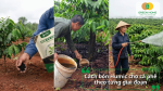 Cách bón Humic cho cà phê theo từng giai đoạn để đạt hiệu quả cao.