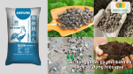 Các dạng phân gà phổ biến và cách sử dụng hiệu quả cho cây ăn quả.