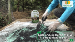 Cách bón Humic cho lúa đúng kỹ thuật giúp cải tạo đất, tăng hiệu quả sử dụng phân bón.