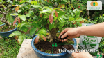 Phân trùn quế SFARM cải tạo đất, bổ sung hữu cơ và hệ vi sinh có lợi, giúp mai vàng phát triển khỏe mạnh và tăng sức đề kháng.