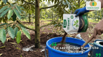 Lợi ích của phân bón Humic đối với cây sầu riêng