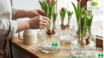 Cách chăm sóc hoa tulip trồng thủy canh phát triển khỏe mạnh