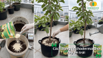 Các bước sử dụng Trichoderma cho cây ăn trái trong chậu