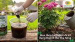 Mẹo sử dụng Humic cho hoa hồng giúp tăng hiệu quả hấp thu dinh dưỡng và cải tạo đất.