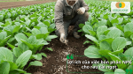 Lợi ích của việc bón phân NPK cho rau cải ngọt giúp cây sinh trưởng mạnh, lá dày và năng suất cao.