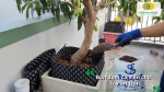 Cách bón đạm cá viên cho cây ăn trái giúp phát triển bộ rễ, nuôi trái và tăng năng suất.