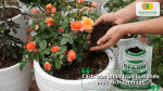 Hướng dẫn bón phân trùn quế cho hoa hồng theo từng mục đích chăm sóc và canh tác.