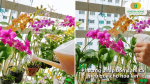 Phương pháp bón đạm cá cho lan bằng tưới gốc và phun lá đúng kỹ thuật.