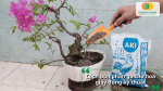 Hướng dẫn bón phân gà cho hoa giấy đúng kỹ thuật và an toàn.