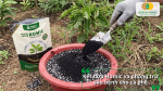 Kết hợp bón Humic cho cà phê với phòng trừ sâu bệnh hiệu quả.