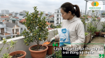 Hướng dẫn cách bón phân gà cho cây ăn quả đúng kỹ thuật trên cây trồng chậu.