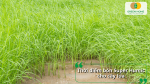 Thời điểm bón Super Humic cho cây lúa nhằm kích thích đẻ nhánh và phát triển bộ rễ.