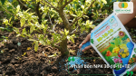 Phân bón NPK 30-10-10 + TE giúp mai vàng phát triển mạnh cành lá, thúc đẩy sinh trưởng trong giai đoạn nuôi tán.
