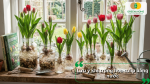 Lưu ý khi trồng hoa tulip bằng nước để hoa nở bền đẹp