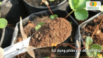 Sử dụng phân dơi để bón thúc giúp cây phát triển khỏe mạnh, xanh lá và tăng năng suất.