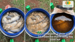 Dấu hiệu nhận biết quá trình ủ phân cá bằng Trichoderma thành công thông qua màu sắc, độ trong và trạng thái của dung dịch sau khi ủ.