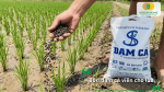 Sử dụng đạm cá viên cho lúa giúp bổ sung dinh dưỡng hữu cơ và cải thiện độ phì đất.