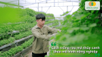 Mô hình trồng rau má thủy canh ứng dụng trong nông nghiệp công nghệ cao giúp tăng năng suất, tiết kiệm diện tích và nâng cao hiệu quả sản xuất.
