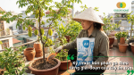 Kỹ thuật bón phân gà theo từng giai đoạn sinh trưởng của cây ăn trái.