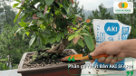 Phân gà Nhật Bản AKI SFARM cung cấp dinh dưỡng hữu cơ, cải tạo đất và giúp mai vàng phát triển bộ rễ khỏe, tăng sức sống.