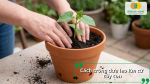 Cách trồng dưa leo lùn từ cây con giúp cây nhanh bén rễ, sinh trưởng khỏe và sớm ra hoa kết trái.
