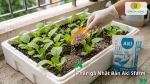 Phân gà Nhật Bản Aki SFARM dạng viên bón cho rau cải