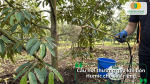 Giải đáp câu hỏi thường gặp khi bón Humic cho sầu riêng