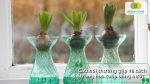 Giải đáp câu hỏi thường gặp về cách trồng hoa tulip bằng nước