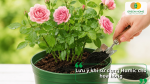 Lưu ý khi bón Humic cho hoa hồng để cây phát triển khỏe, hạn chế lãng phí phân bón.