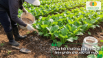 Giải đáp các câu hỏi thường gặp về cách bón phân cho rau cải ngọt giúp cây phát triển khỏe