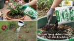 Cách sử dụng phân trùn quế viên nén cho hoa hồng đúng kỹ thuật và hiệu quả.
