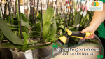 Những lưu ý khi sử dụng đạm cá cho lan để tránh dư dinh dưỡng và cháy rễ.