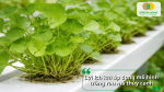 Lợi ích khi áp dụng mô hình trồng rau má thủy canh như tiết kiệm nước, giảm sâu bệnh, rau sạch, phát triển đồng đều và dễ quản lý.