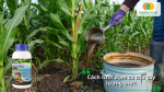 Cách sử dụng đạm cá cho cây lương thực giúp cây phát triển đồng đều, tăng khả năng hấp thu dinh dưỡng và nâng cao năng suất mùa vụ.