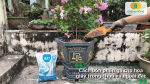 Bón phân gà cho hoa giấy trồng chậu và ngoài đất đúng cách.