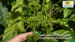 Lưu ý khi lựa chọn sản phẩm Humic để bón cho cà phê.