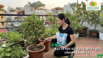 Rủi ro khi sử dụng phân gà chưa qua xử lý cho cây ăn quả và cách phòng tránh.