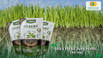 Lưu ý khi sử dụng Humic cho lúa để phát huy hiệu quả và hạn chế lãng phí phân bón.